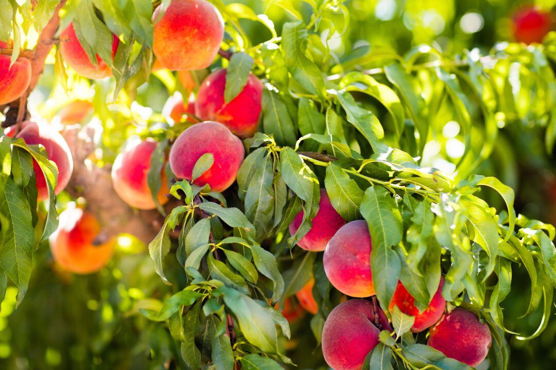 Recogida de fruta