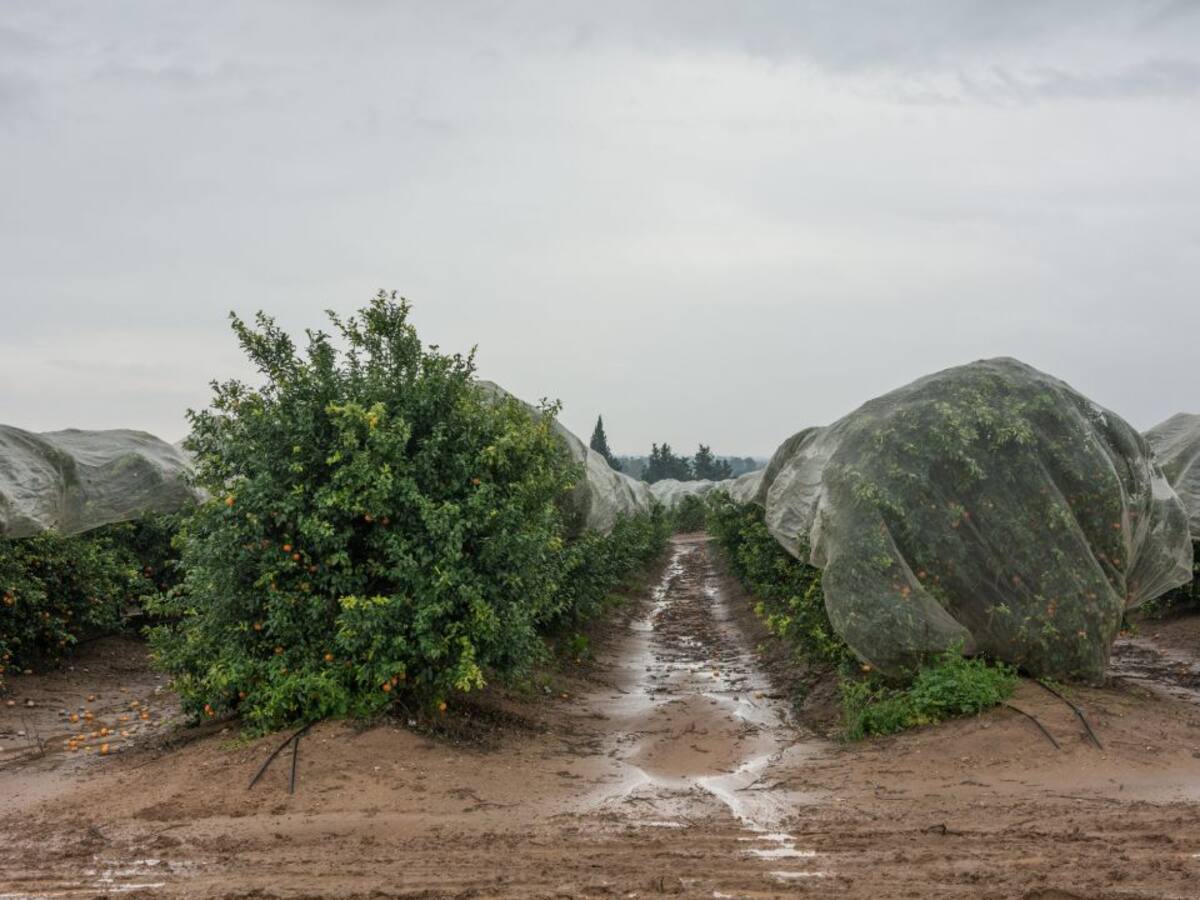 Las asociaciones agrarias en la Comunitat Valenciana valoran positivamente el temporal