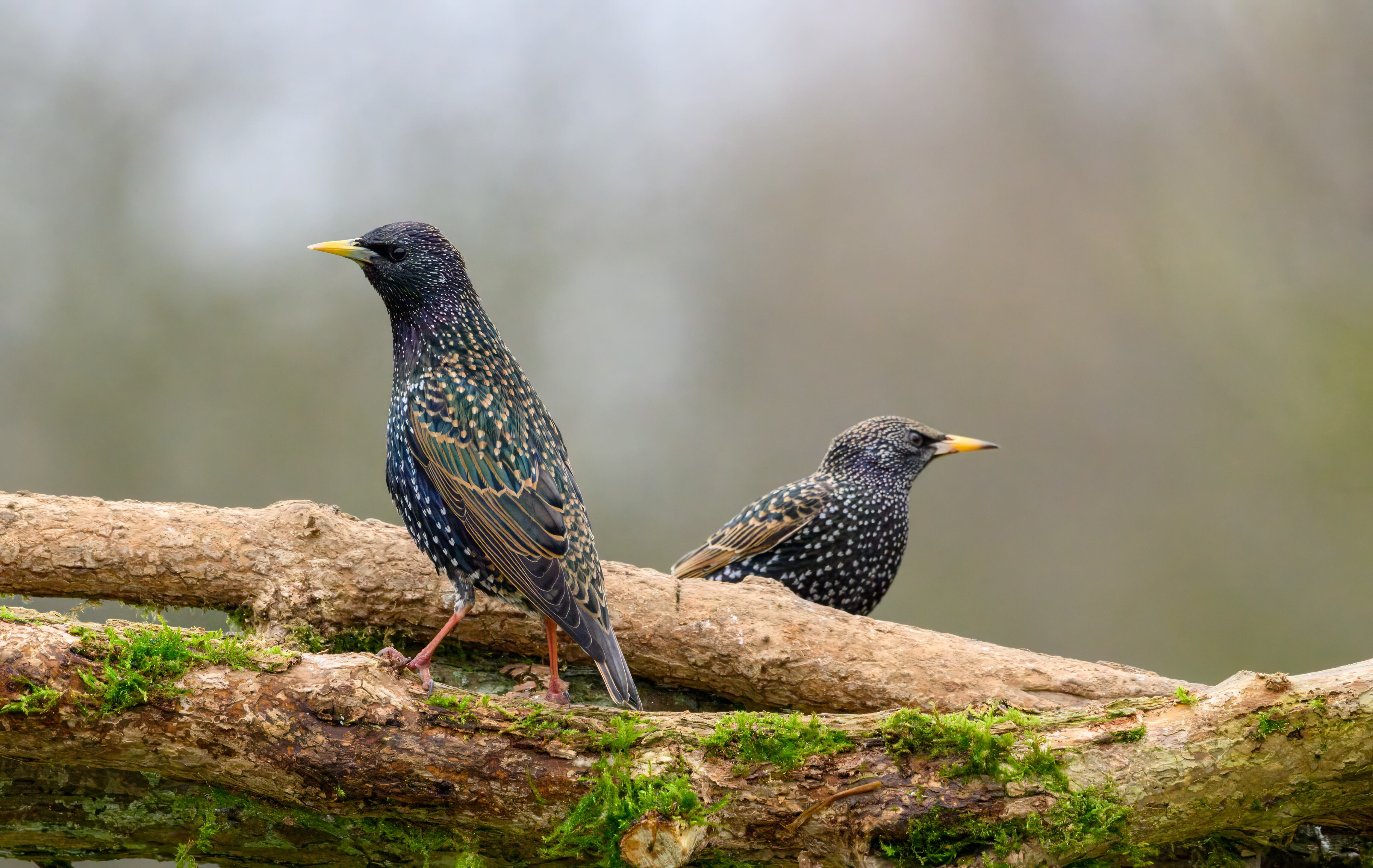 Estorninos brillantes tricolores
