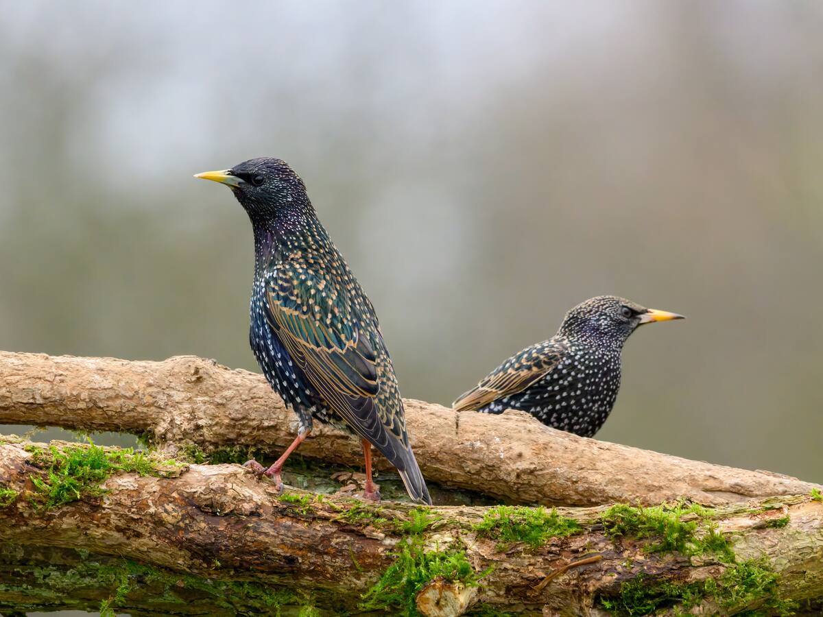 Los investigadores observan durante 20 años a esta especie de pájaros y descubren que también saben hacer amigos