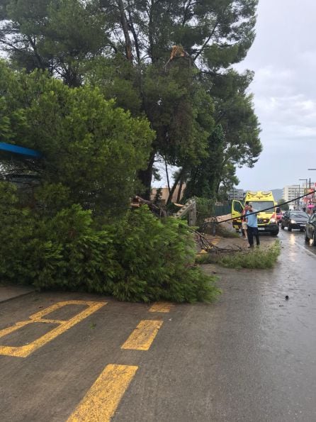 Uno de los árboles caídos esta mañana