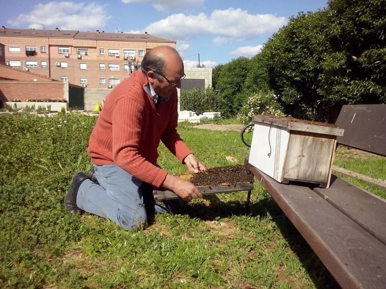 Enjambre retirado por Agustín Arias cerca de un colegio de Azuqueca.