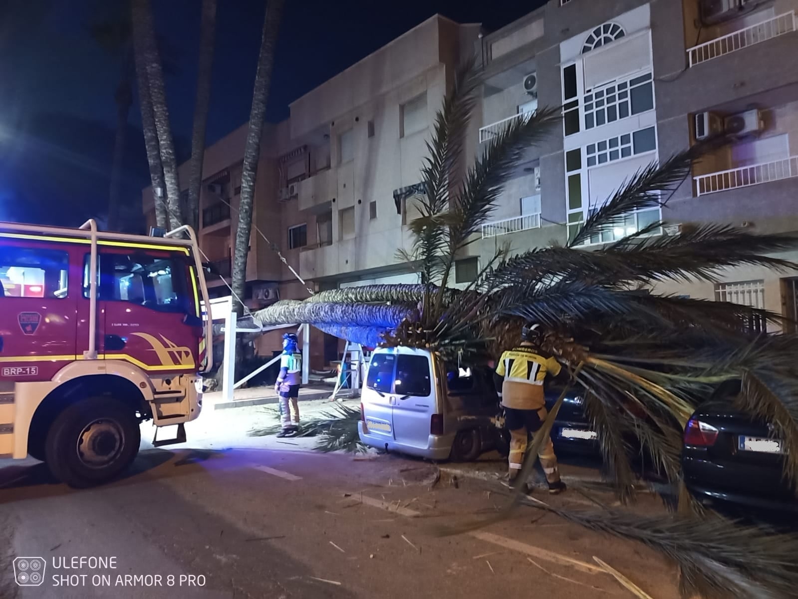 El viento ha derribado varias palmeras en San Javier