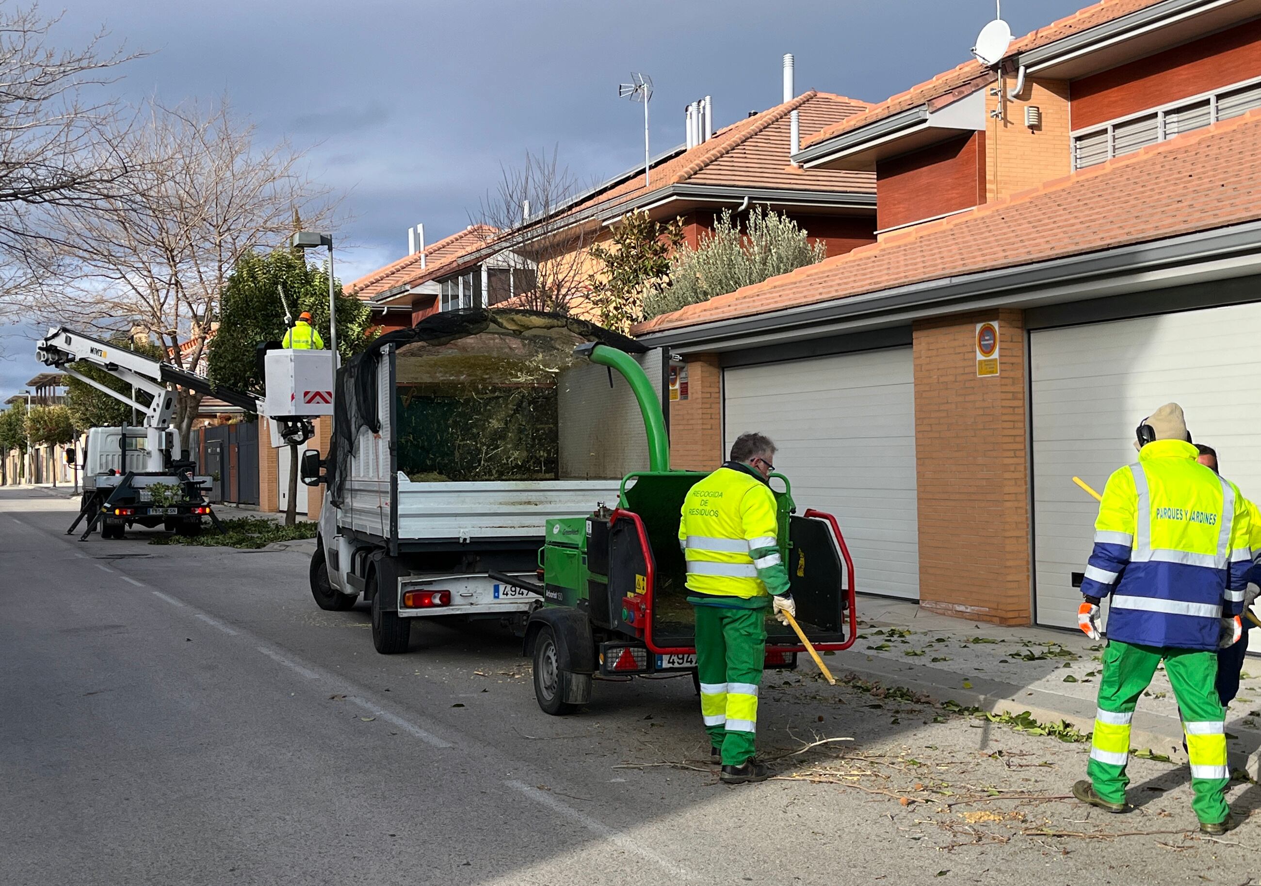 Trabajos de poda en el arbolado público de Paracuellos de Jarama