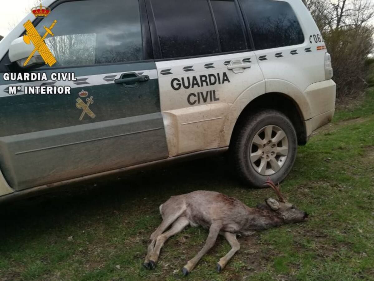 La Guardia Civil de Palencia investiga a un cazador por abatir un corzo en Villabellaco