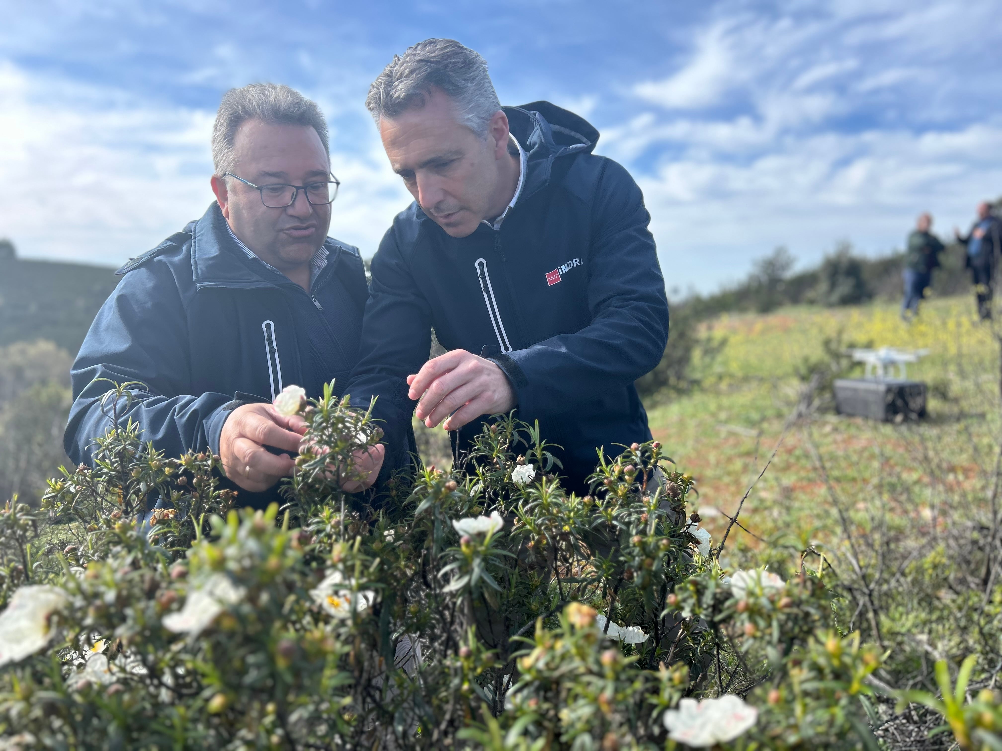 El cultivo de un arbusto podría ser la clave para la economía y el medioambiente de la sierra madrileña