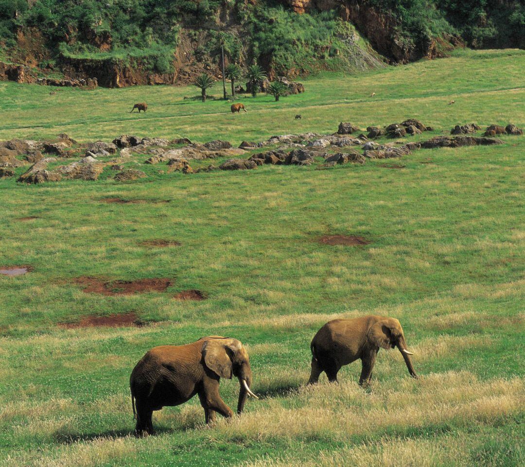 Elefantes en el Parque de la Naturaleza de Cabárceno.