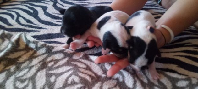 Cachorros rescatados de la basura en julio en Castellar (Jaén)