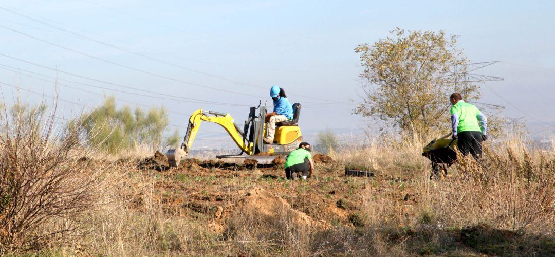 Trabajos de reforestación