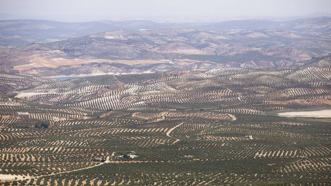 Paisaje de olivar