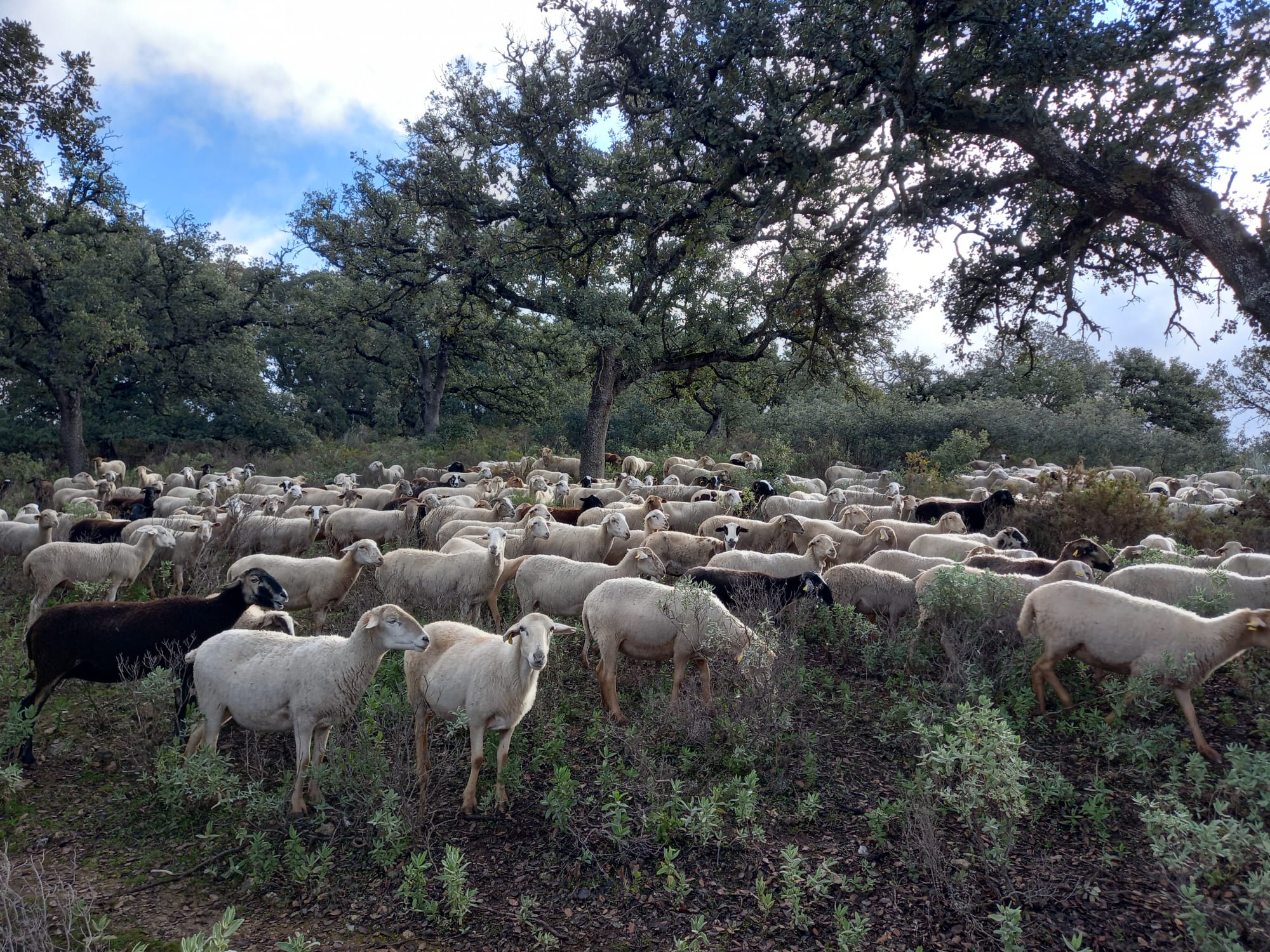 Ganado de una de las explotaciones afectadas en Ronda (Junta de Andalucía)