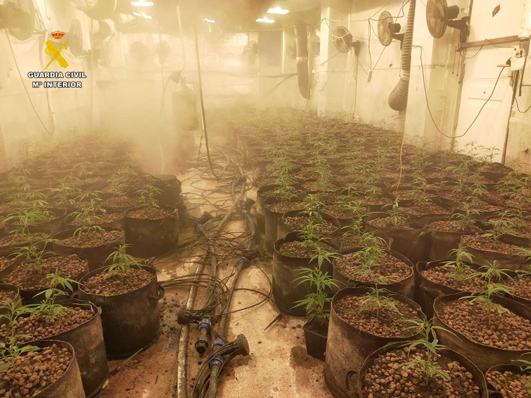 Imagen de la plantación de marihuana ubicada en una casa de campo de Onil