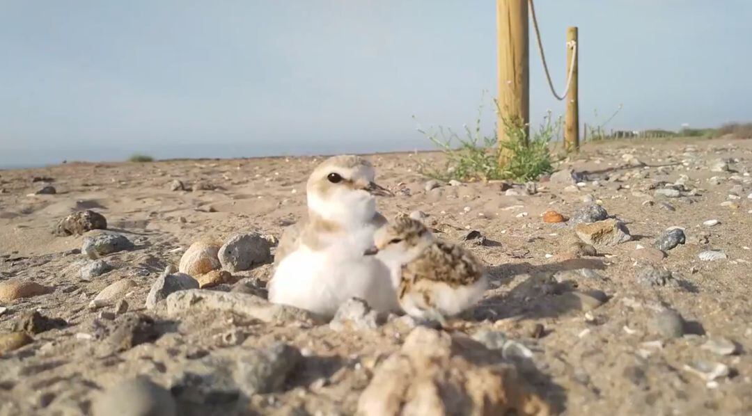 Imágenes de las crías de chorlitejo patineghro que han nacido en esta playa valenciana. 