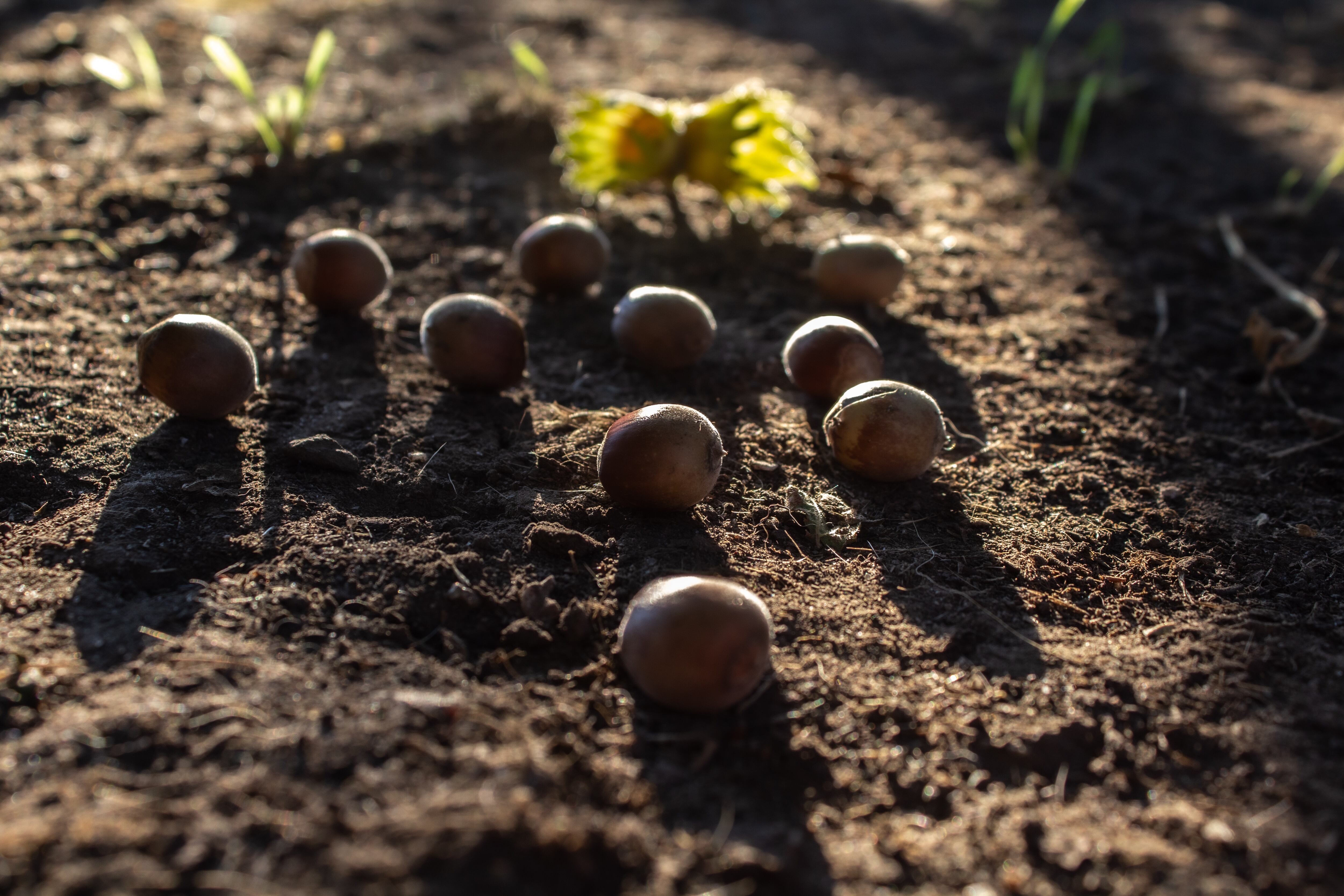 It's early autumn, and the hazel nuts are already ripe and waiting to be collected, resting peacefully in the sun's rays on the ground in the autumn forest