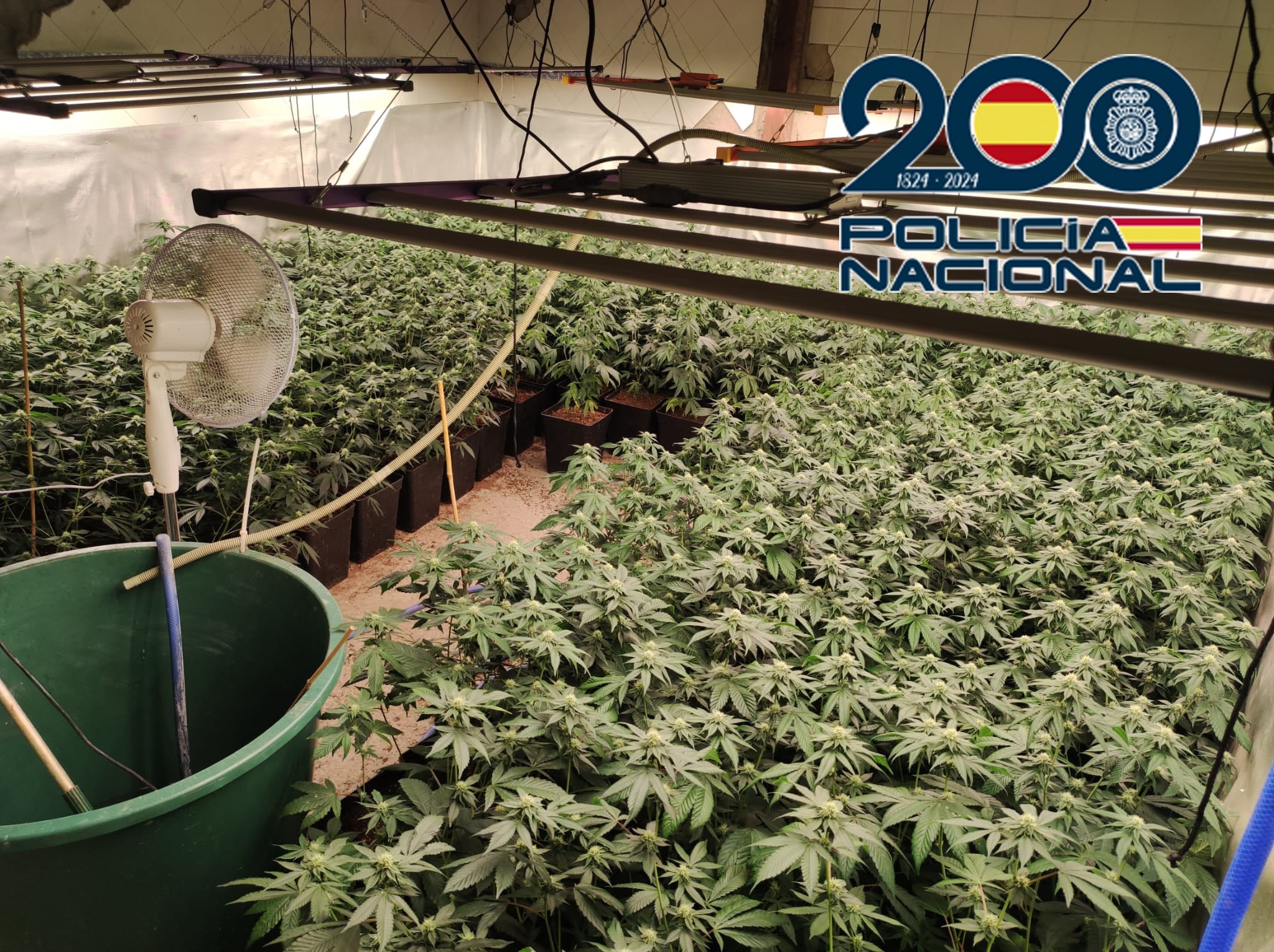 Cae banda especializada en marihuana entre Jerez y Lebrija