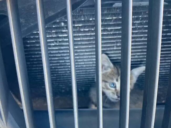 El gato no podía salir por los barrotes.