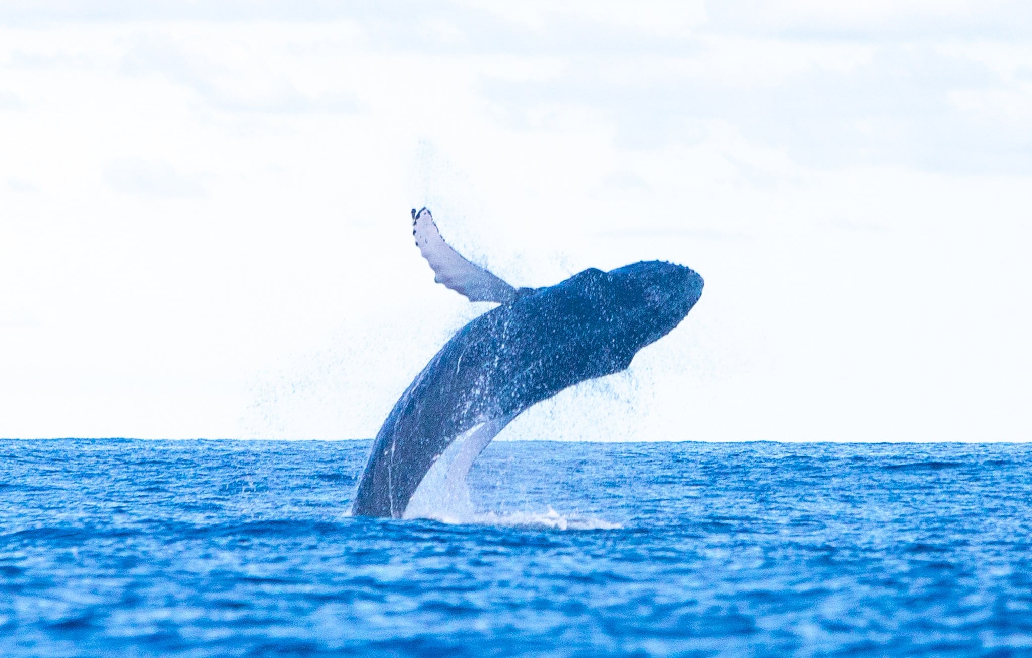 Uno de los saltos de una ballena jorobada en el Archipiélago Chinijo, junto a La Graciosa.