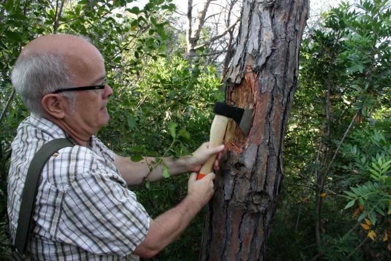 L&#039;enginyer forestal del Consell Comarcal del Maresme (CCM), Oriol Bassa, retira l&#039;escorça d&#039;un pi afectat per l&#039;escarabat &#039;tomicus&#039;. Imatge del juliol de 2016. (horitzontal)