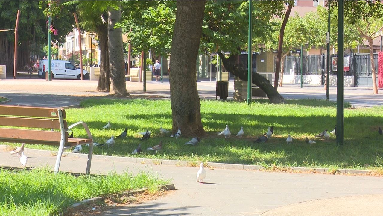 Un grupo de palomas en la plaza del Jardinet de Gandia.