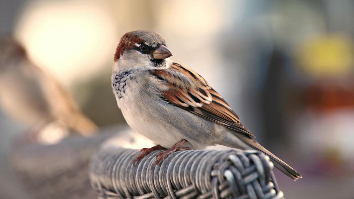 Los gorriones se apagan en las ciudades: claves para salvar al ave más cercana al ser humano antes de que desaparezca del paisaje urbano