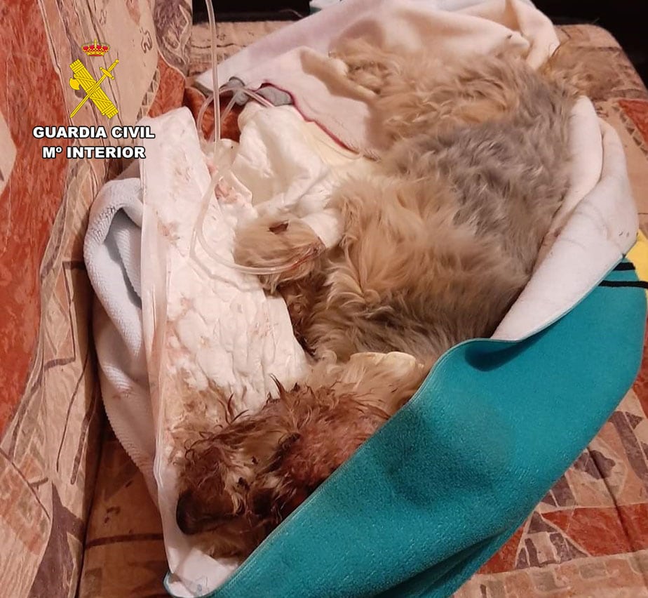 Perro herido tras ser atropellado por un hombre en Hellín. Imagen de la Guardia Civil de Albacete.