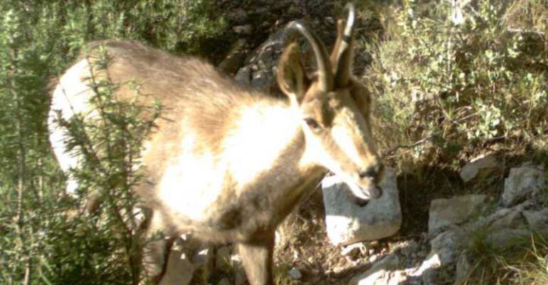 Fotografia d'un dels isards localitzats a la Noguera