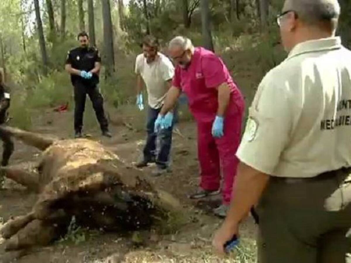 Los bisontes decapitados en Valencia murieron de hambre