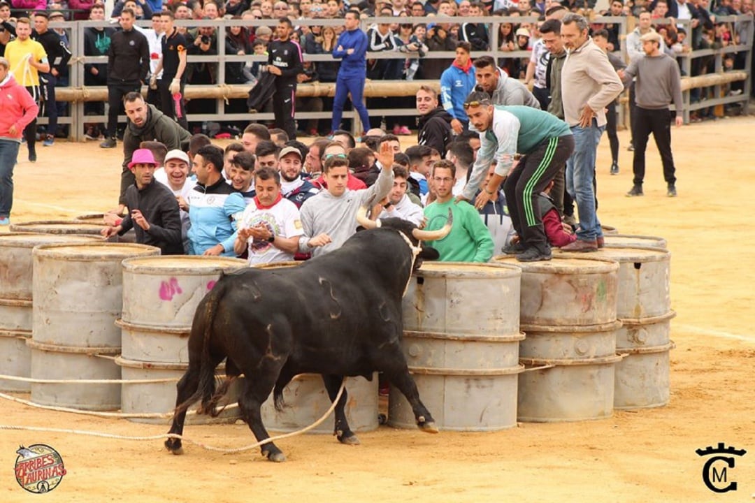 Un grupo de aficionados citan a una res tras los bidones en San Marcos de Arroyo del Ojanco