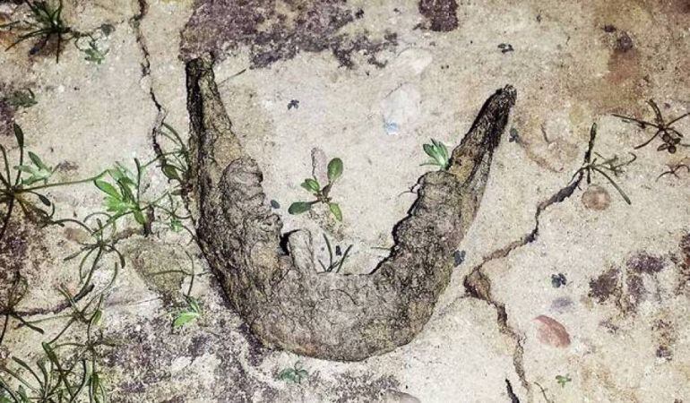Mandíbula encontrada en el embalse del Ebro.