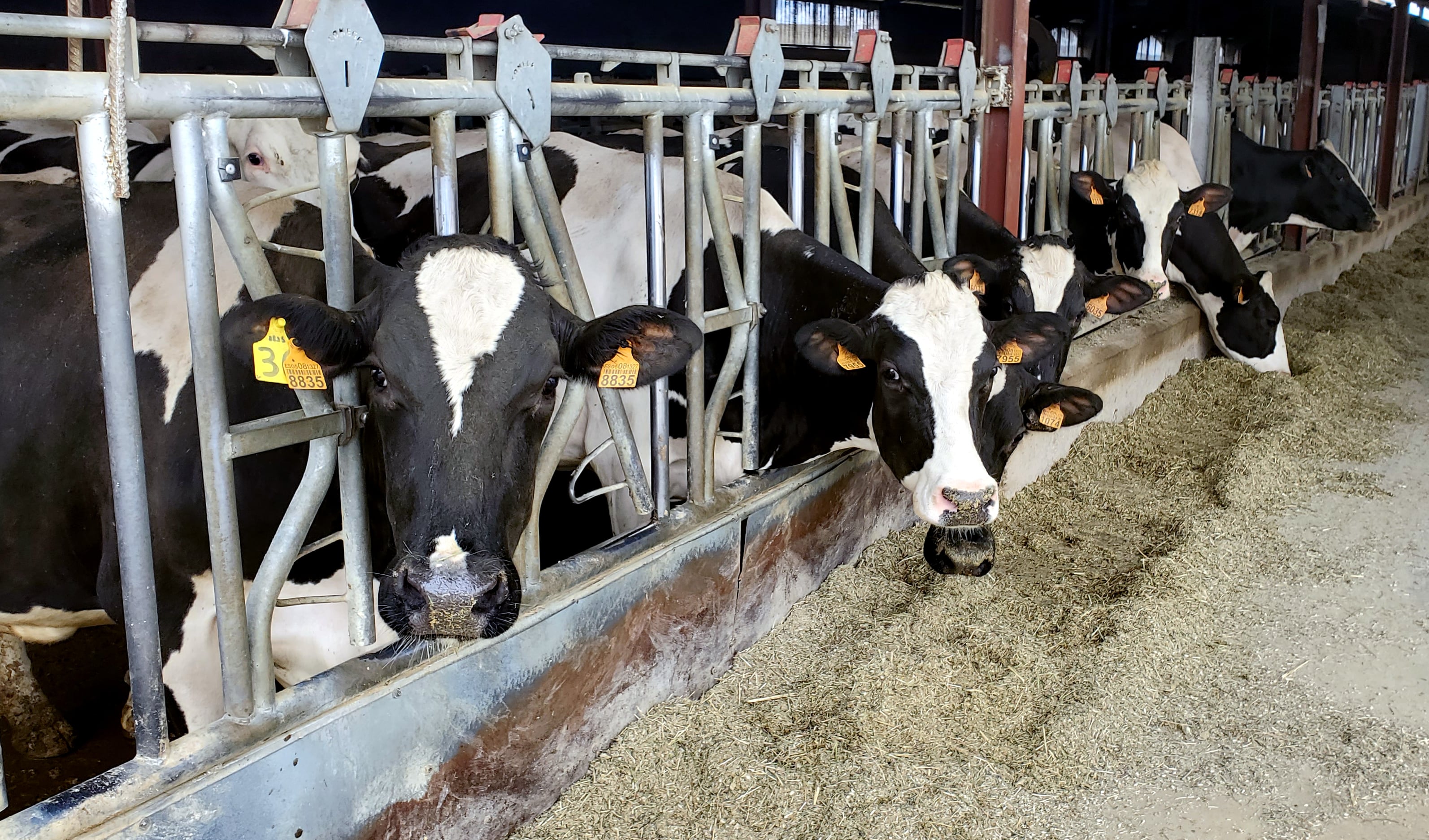 Los ganaderos de vacuno han recibido desde 2019 un precio por la leche casi el 9% inferior al coste de producción