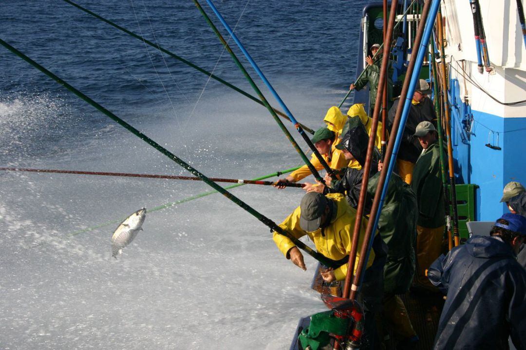 Pesca de atún