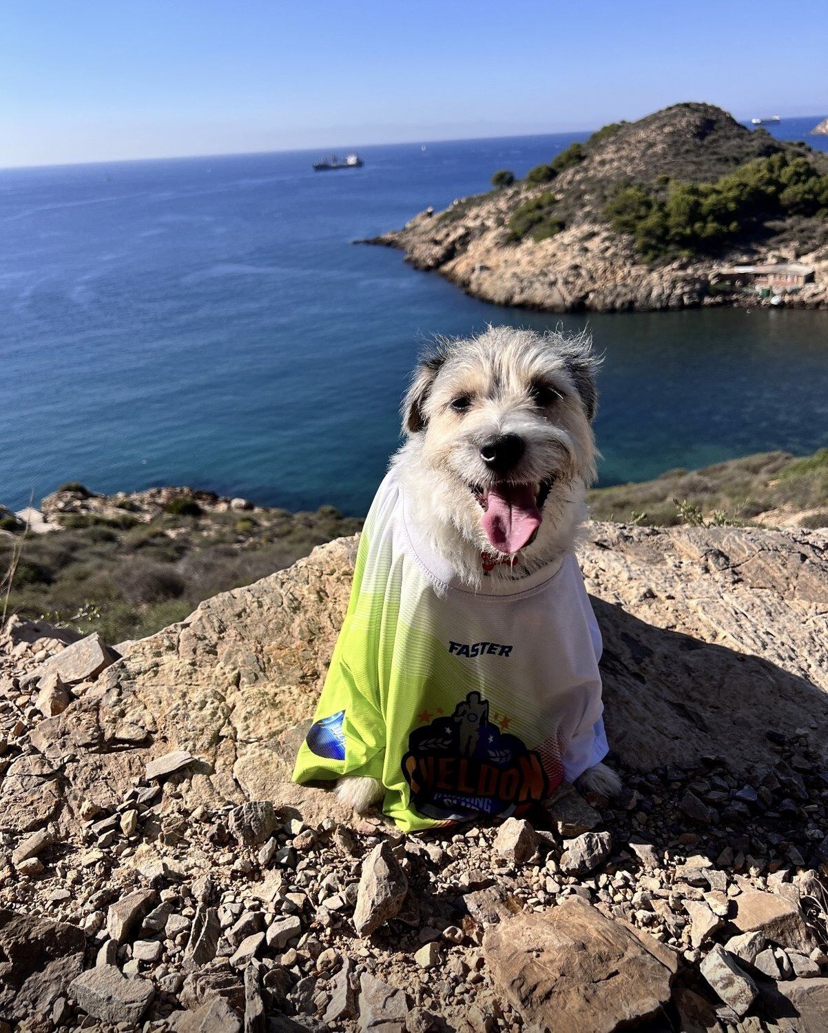 Sheldon perro de asistencia médica