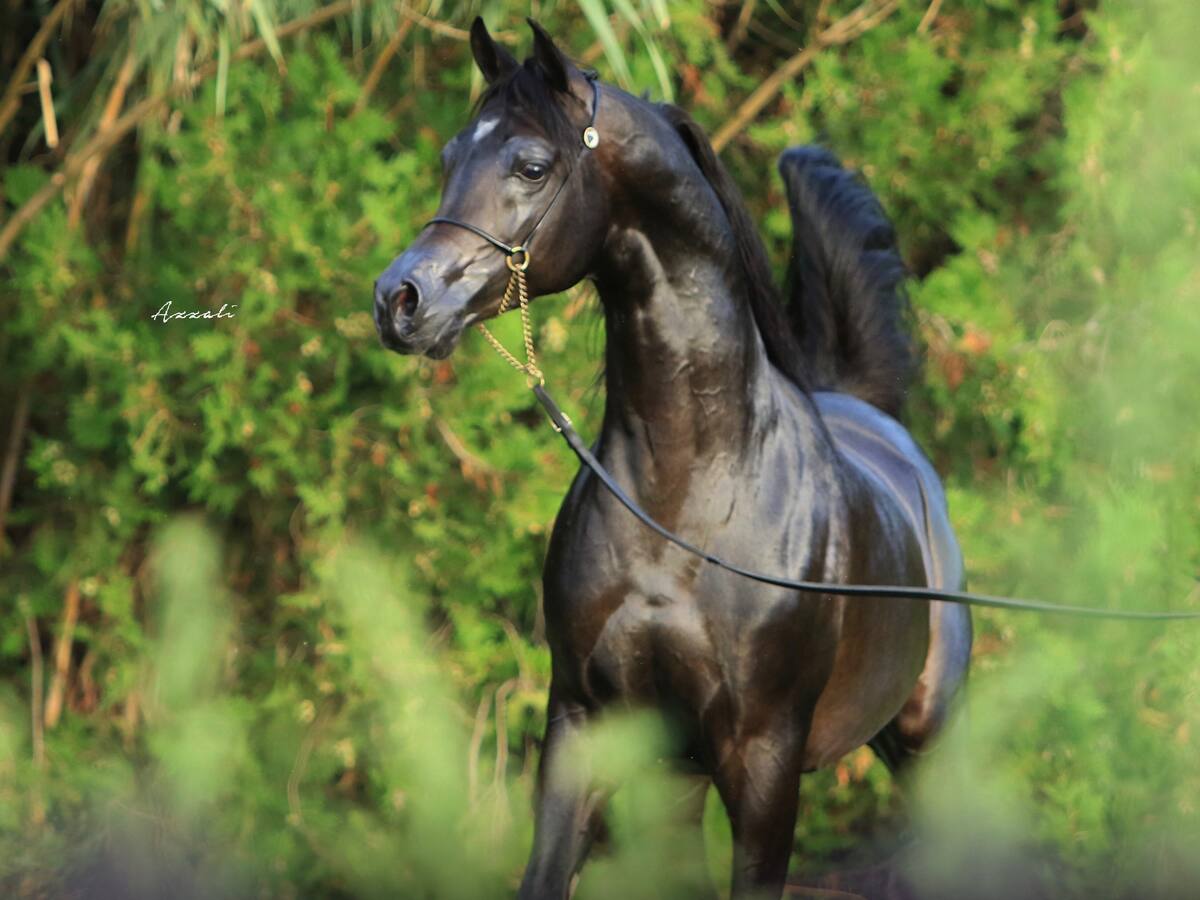 Las protestas de los afectados logran la contratación de una cirujana para equinos en el Hospital Veterinario