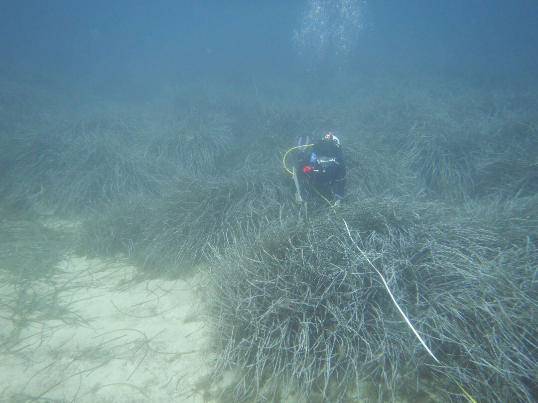 L'estudi de l'OBSAM analitza com afecten les actuacions humanes a l'entorn marí.