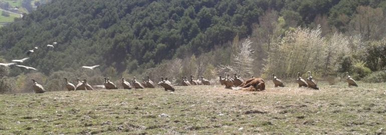 Una bandanda de buitres al lado de una ecua que atacaron según l'Associació de Ramaders del Pallars, en la montaña Burg el pasado dia 13 de marzo