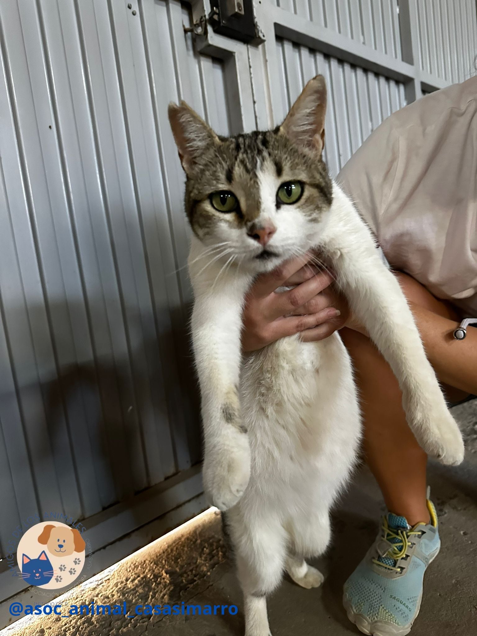 Asociación Amigos Animales de Casasimarro