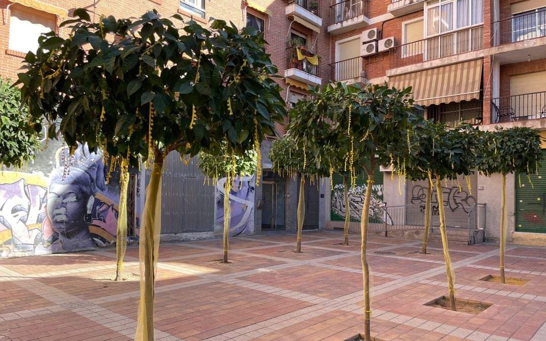 Plazas y jardínes del barrio simulan los madroños de la mimosa