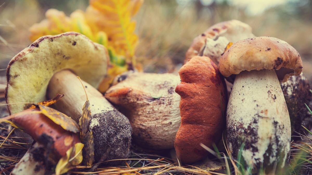 Hablamos con Nacho García, concejal de Medio Ambiente de Soto del Real, sobre el Coto Micológico en Soto y Manzanares