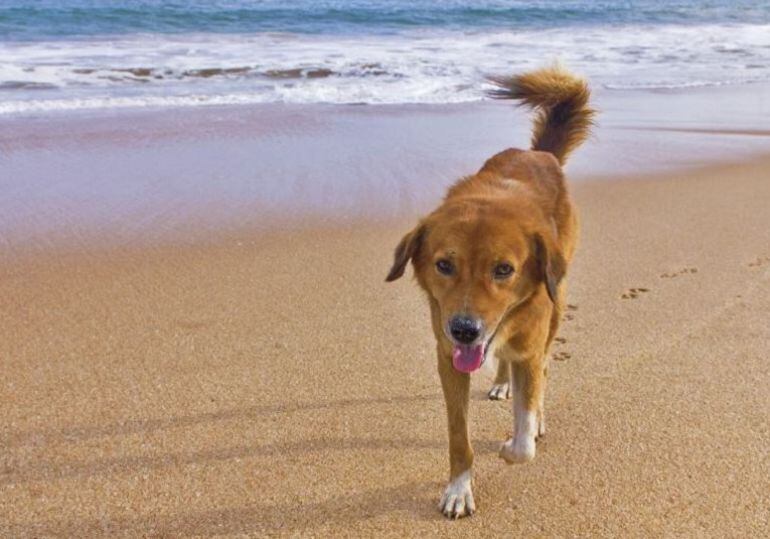 Perro en la playa