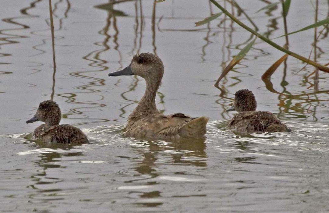 Una cerceta pardilla con sus pollos en el Paraje natural de El Hondo