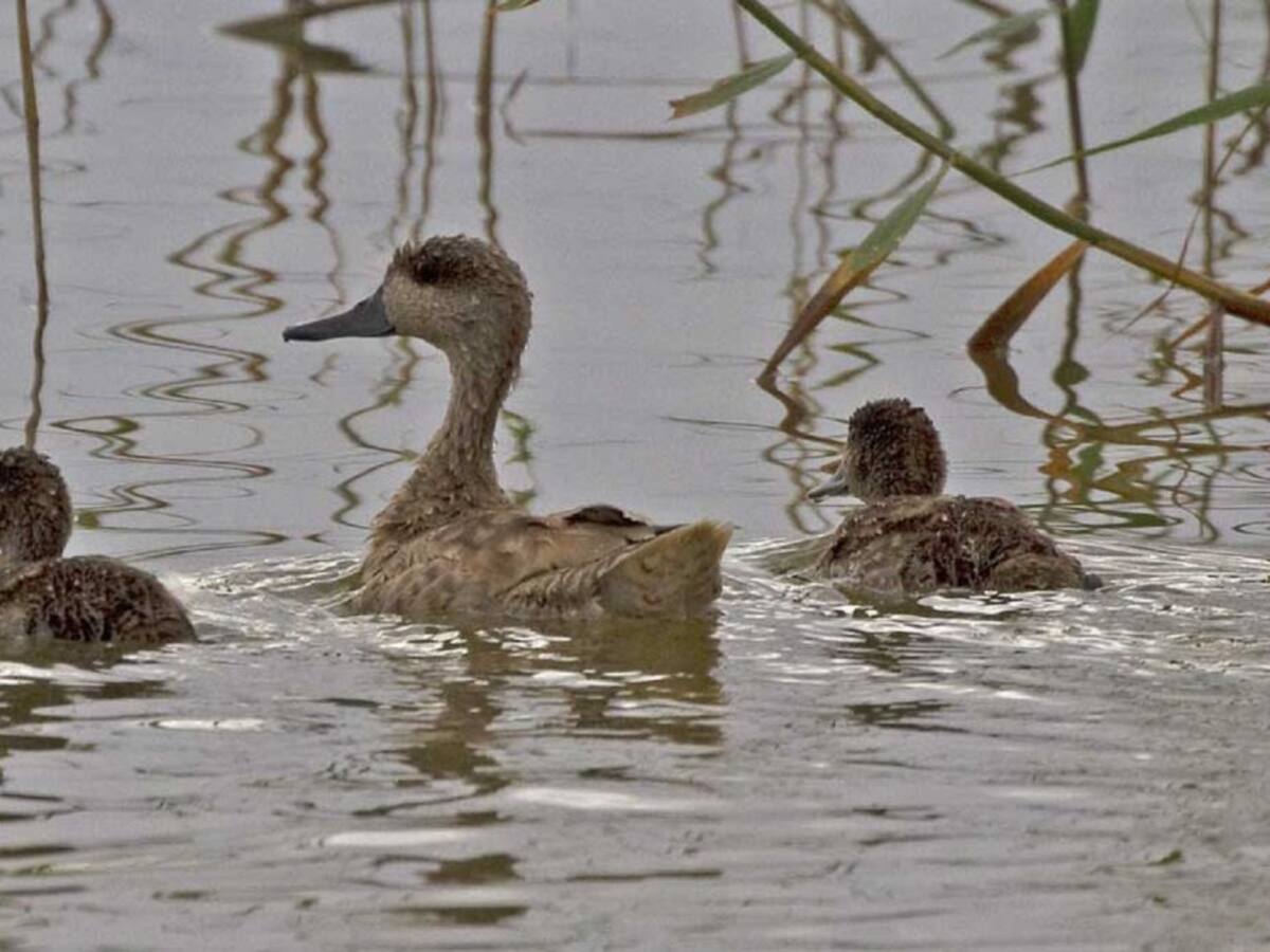 Amigos de los humedales considera insuficiente el retraso de la temporada de caza