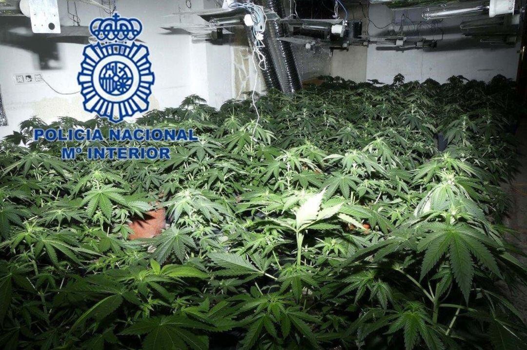La plantación clandestina contaba con un sofisticado sistema de cultivo con 38 focos y 41 transformadores