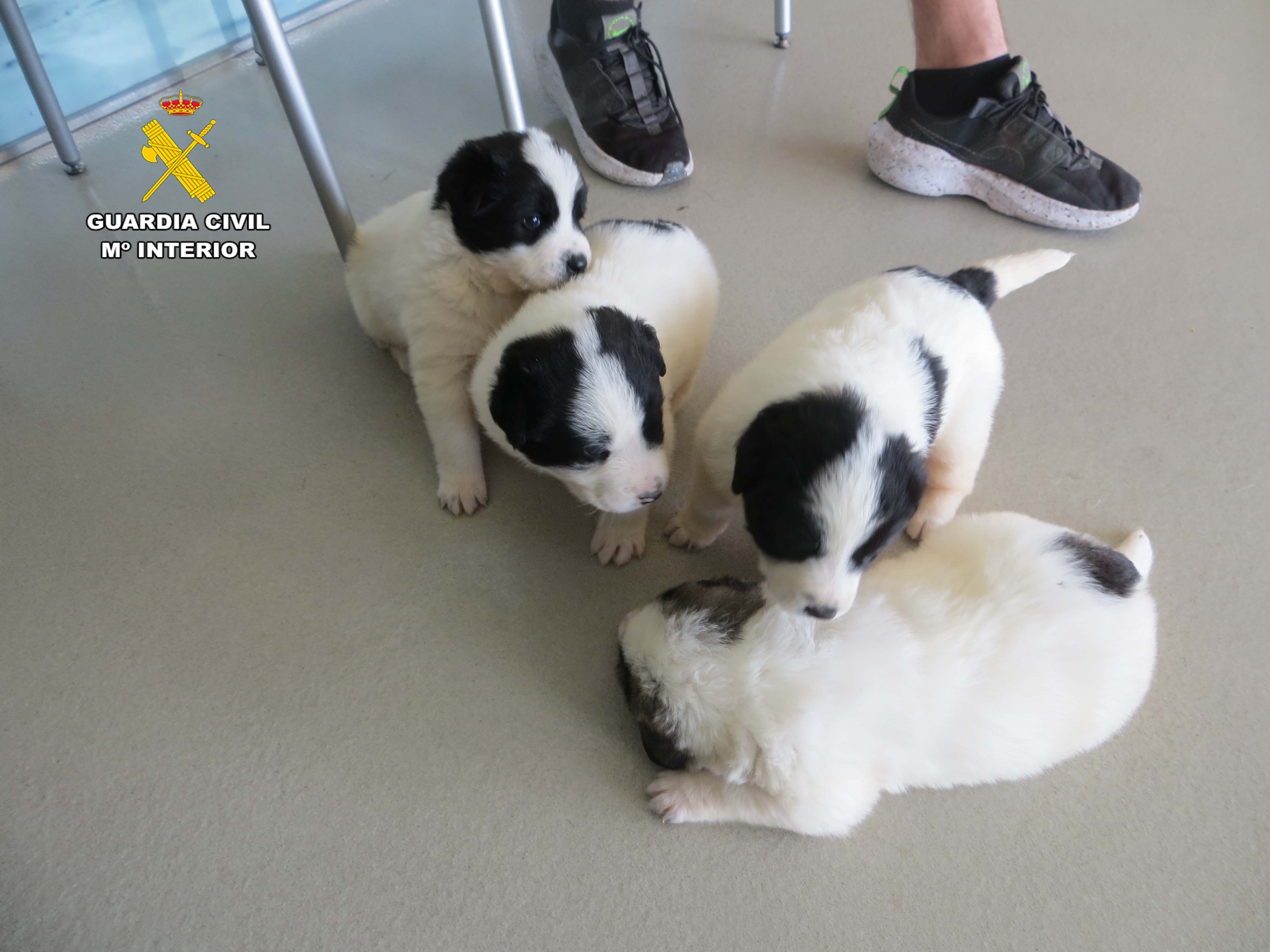 Investigado un hombre de 54 años por un delito de abandono de animales domésticos en Albelda de Iregua