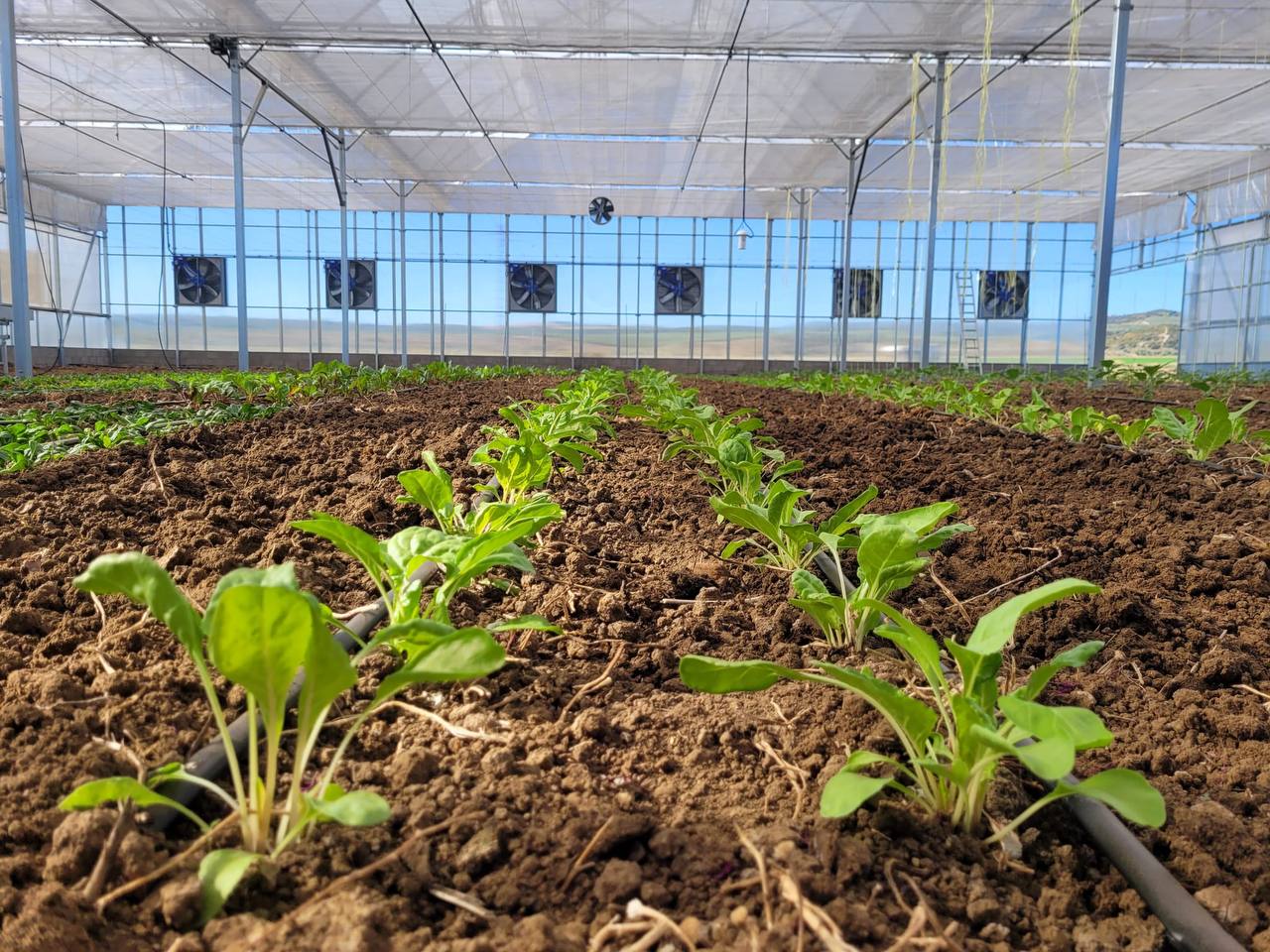 Invernadero gótico en Carpio de Tajo