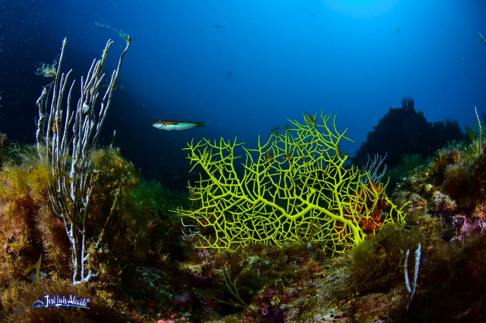 Fotografía de José Luis Alcaide