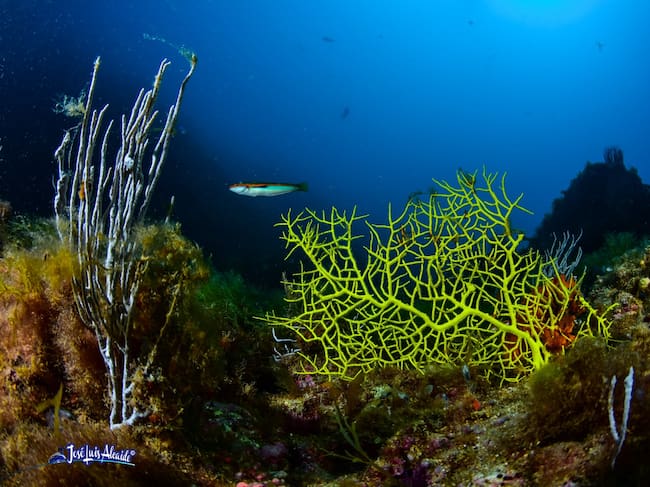 Fotografía de José Luis Alcaide