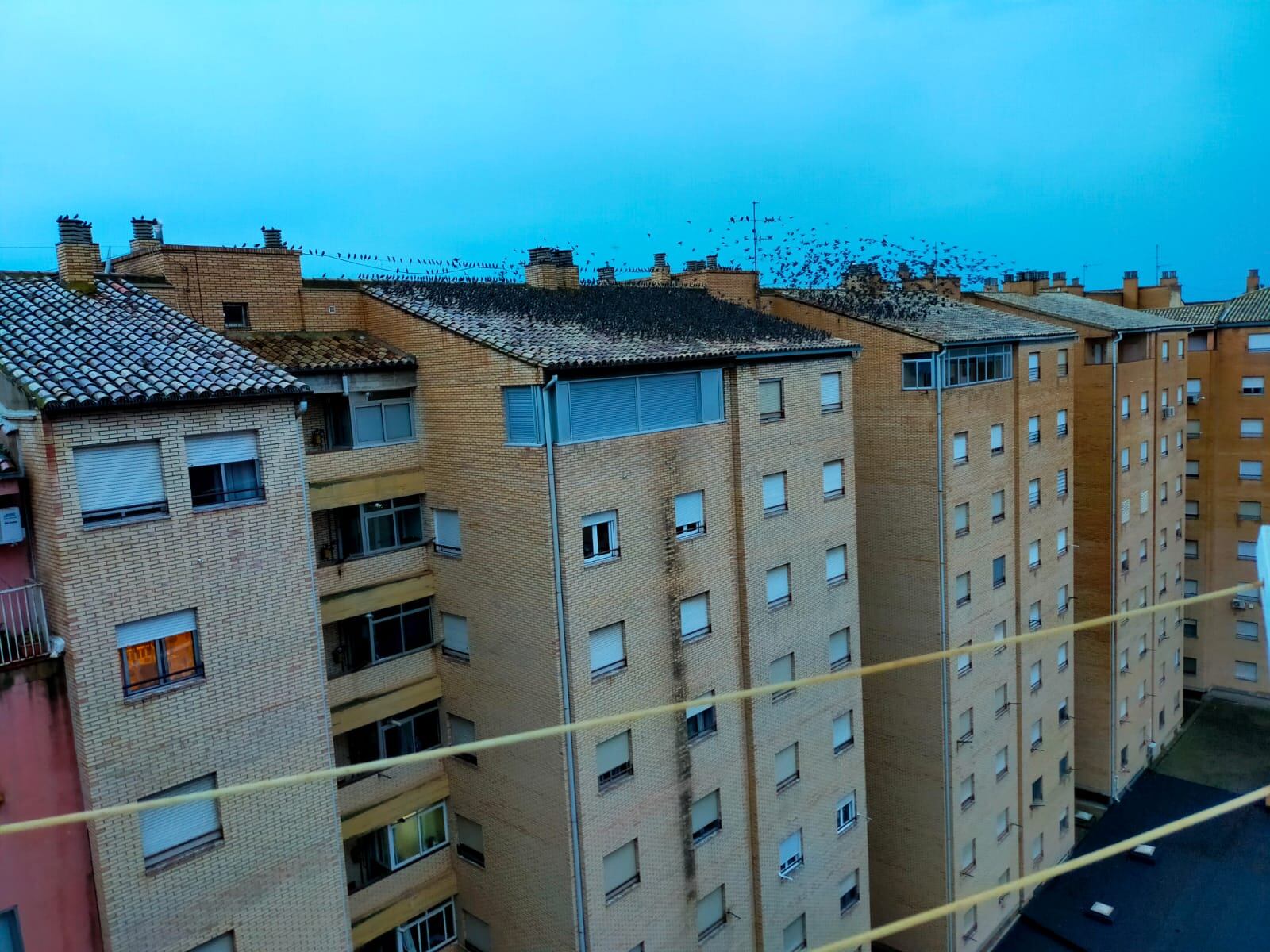 Estorninos posados en los tejados de las viviendas de Huesca