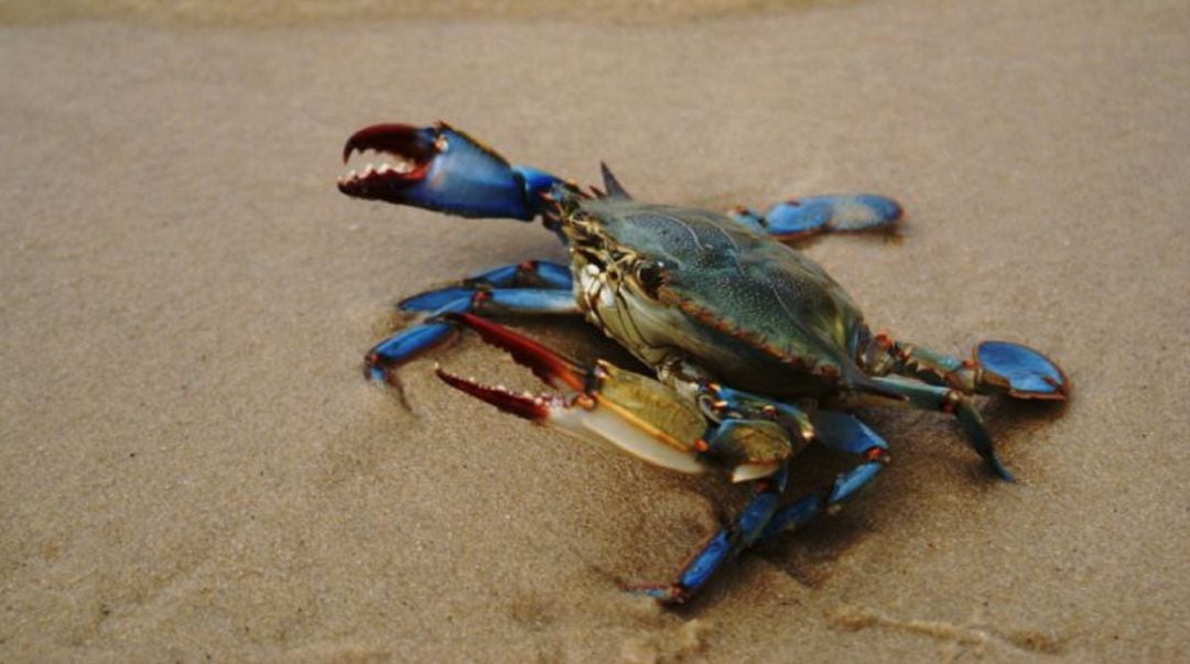 Cangrejo Azul