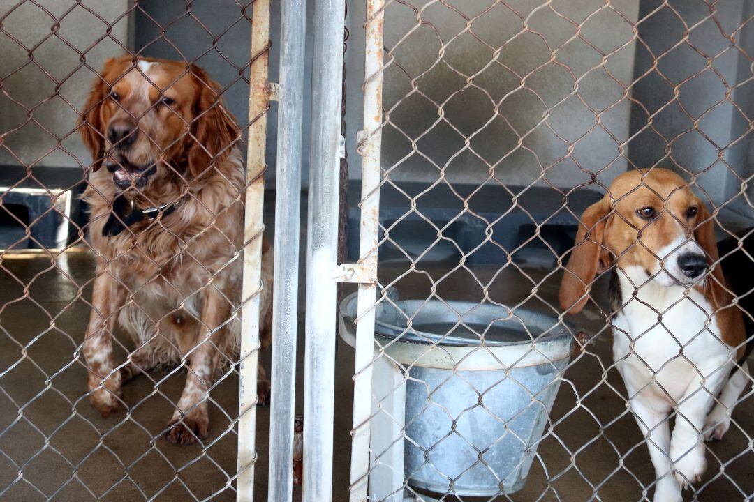 Imatge d'arxiu de la gossera de Girona.
