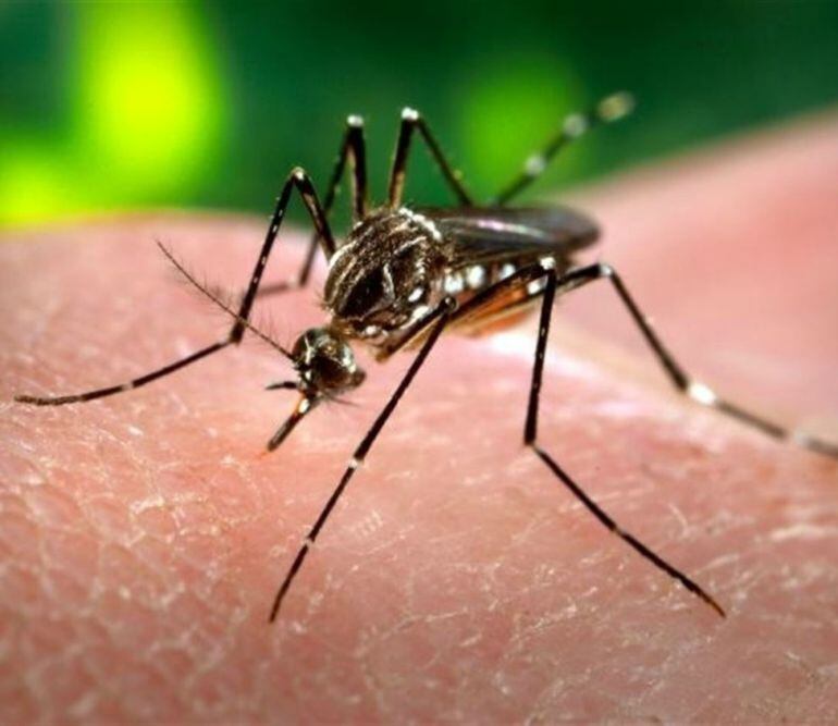 Mosquito transmisor del virus Zika